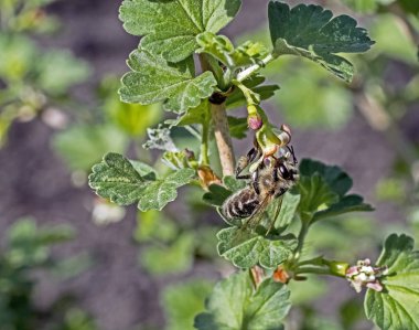 arı toküzüm çiçeği toz