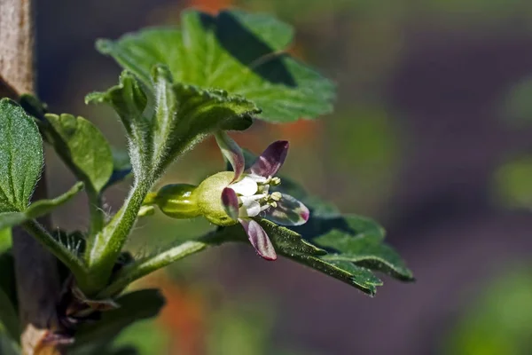 Bloomed gooseberry flower, macro — Stock Photo, Image
