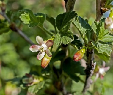 çiçekli bektaşi üzümü çiçeği, makro