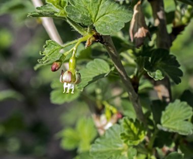 çiçekli bektaşi üzümü çiçeği, makro