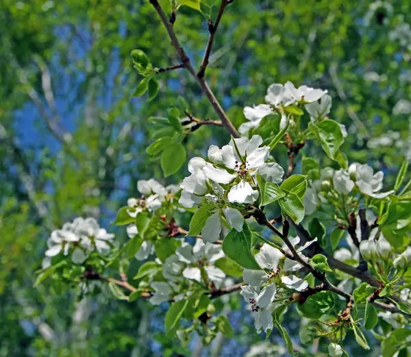 Blooming flowers on an Apple tree, macro — Stock Photo, Image