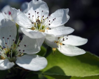 bir Elma ağacı, makro üzerinde çiçek açan çiçekler