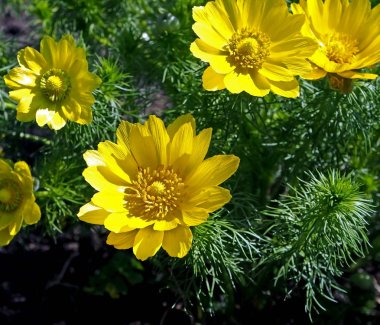 çiçek yatağında çiçekli sarı bahar çiçekleri