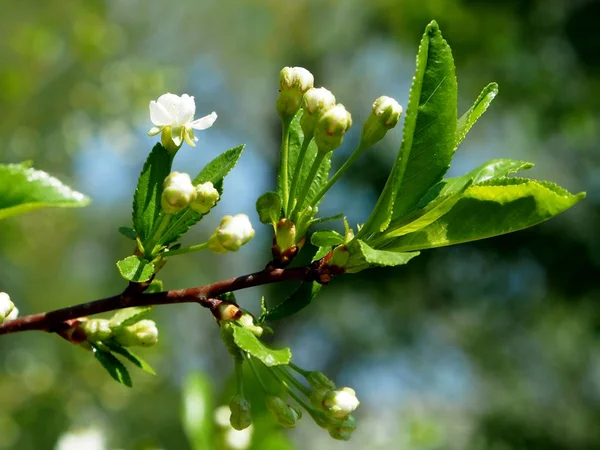 桜を咲かろうとしている芽、狭い焦点領域 — ストック写真