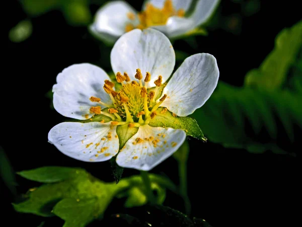 Flor de baga de jardim Victoria — Fotografia de Stock