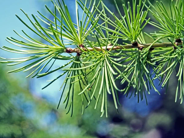 Lärchenzweig mit frischen Nadeln-Blättern — Stockfoto