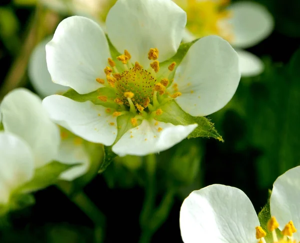 Blossomed garden berry Victoria — Stock Photo, Image