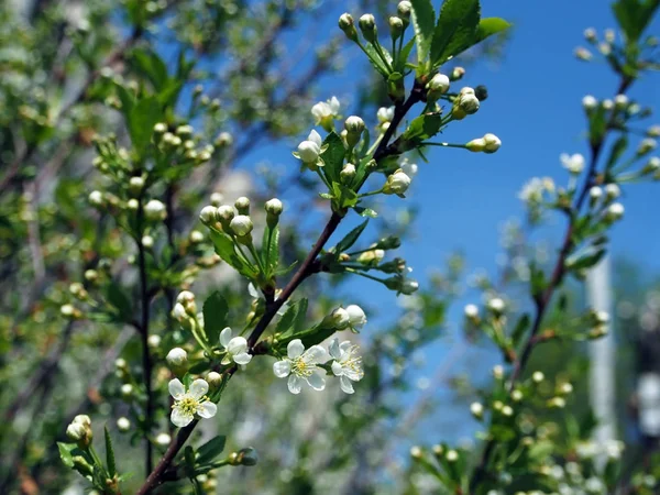 Buds about to bloom cherry, narrow focus area — Stock Photo, Image