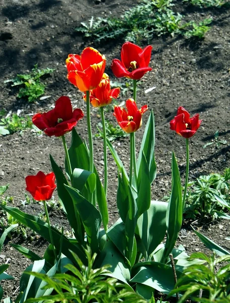 Tulipas de primavera vermelho brilhante floresceu — Fotografia de Stock