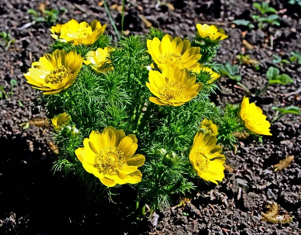 Flores de primavera amarelas florescidas em um canteiro de flores — Fotografia de Stock