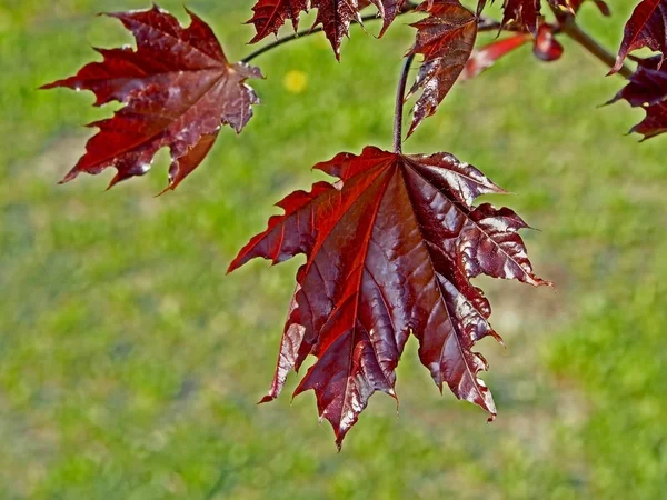Rode bladeren van een esdoorn op een achtergrond van delicate lente greens — Stockfoto