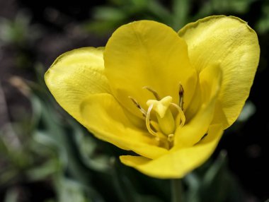 Sarı lale bahçede çiçek açtı, makro, dar odak alanı