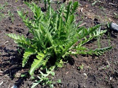 büyüyen gür haşhaş Bush