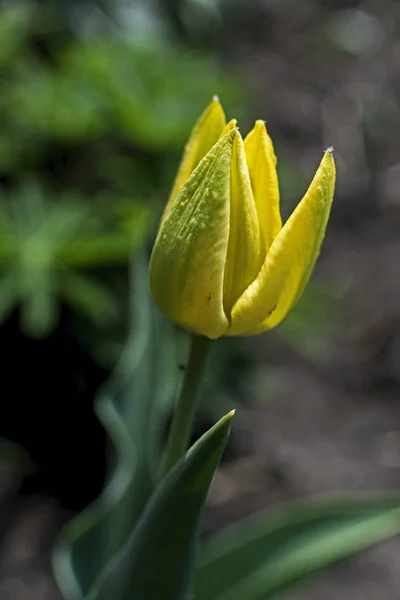 just started to bloom yellow Tulip, macro, narrow focus area