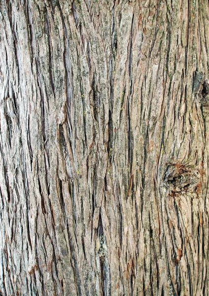 Textura superficial do tronco do cipreste — Fotografia de Stock