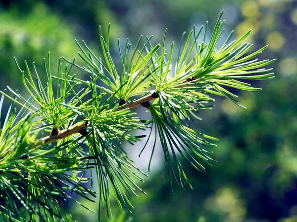 Lärchenzweig mit frischen Nadeln-Blättern — Stockfoto