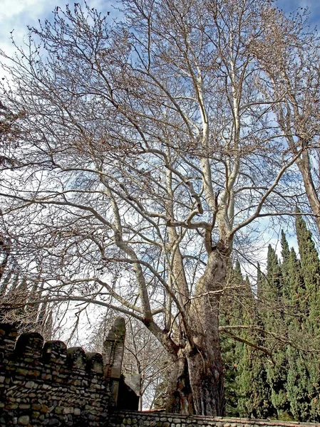 Большие старые деревья в Бодбе монастырь в Грузии — стоковое фото