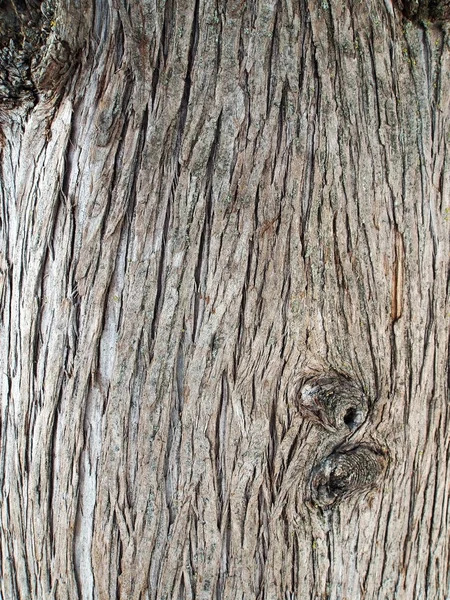Surface texture of the trunk of the cypress — Stock Photo, Image