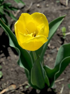 Sarı lale bahçede çiçek açmış. Dar odak noktası.