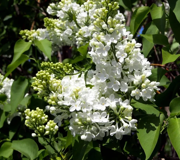 Jemný bílý fialový květ na stromě — Stock fotografie