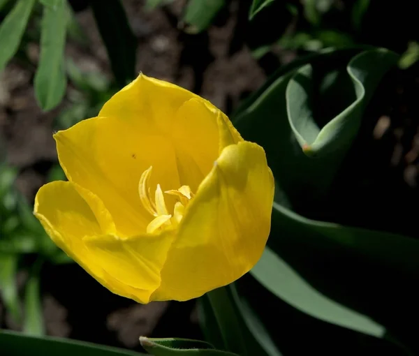 Желтый тюльпан расцвел в саду, узкая область фокусировки — стоковое фото