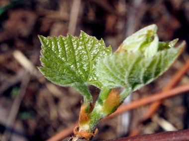 bir asma, makro, dar odak alanı üzerinde küçük yeşil yaprakları