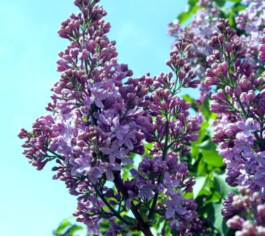 ağaç üzerinde leylak taze dalı