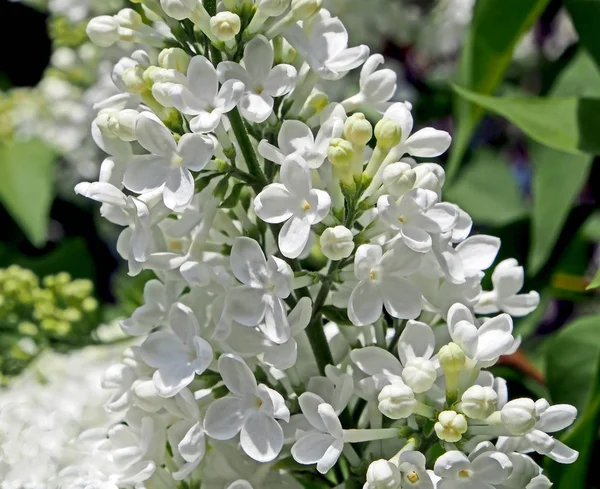 Jemný bílý fialový květ na stromě — Stock fotografie