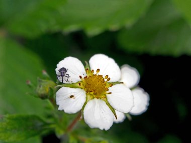 garden pest beetle weevil on strawberry flower clipart