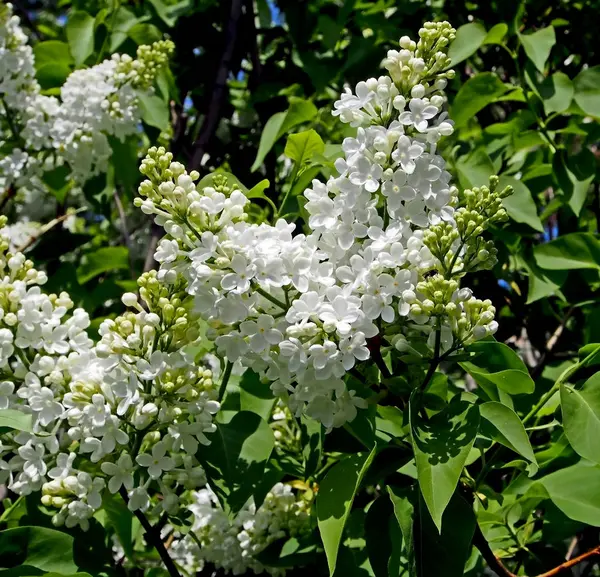 Delicato lilla bianco sbocciato sull'albero — Foto Stock