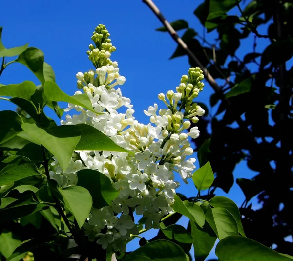 Finom fehér lila virágzott a fán — Stock Fotó