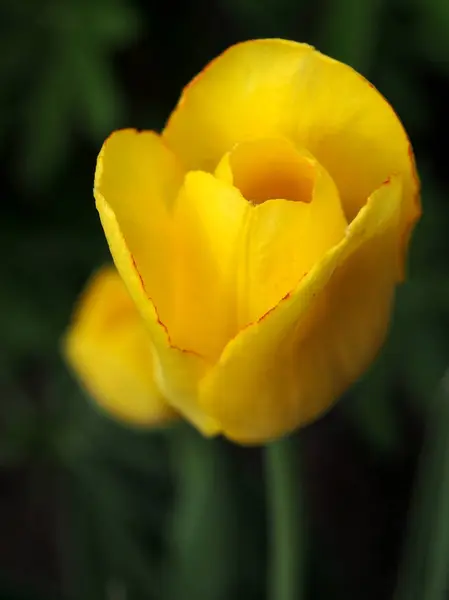 Jaune Tulipe fleurie dans le jardin, macro, zone de mise au point étroite — Photo