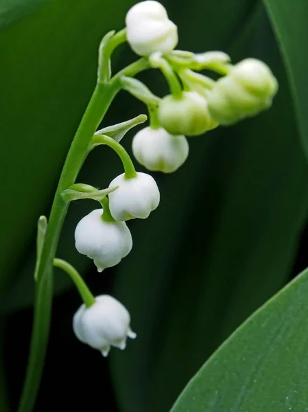 Nenúfares brotes aún no florecidos del valle, macro, área de enfoque estrecho — Foto de Stock