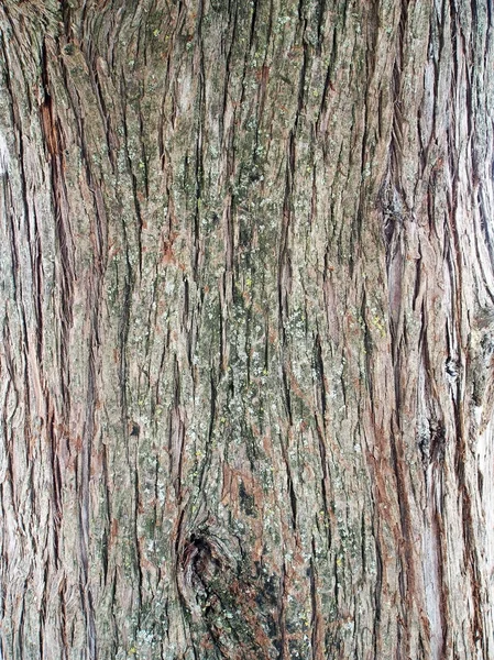 Surface texture of the trunk of the cypress — Stock Photo, Image