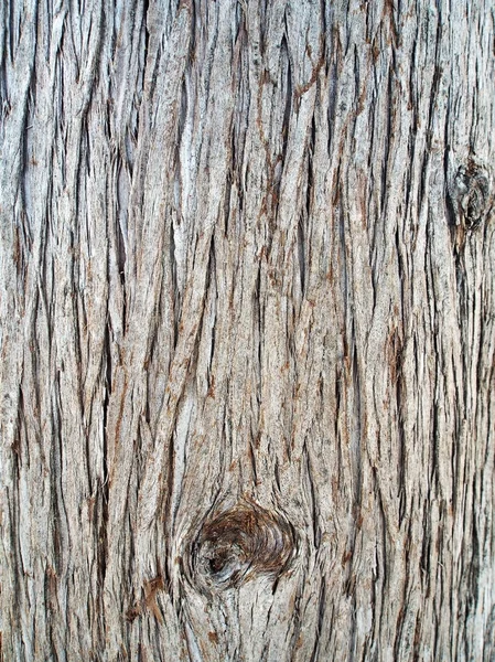 Поверхностная текстура ствола кипариса — стоковое фото
