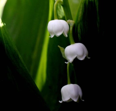 Lily vadi beyaz çiçekler, makro, dar odak alanı
