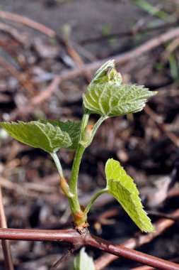 bir asma, makro, dar odak alanı üzerinde küçük yeşil yaprakları