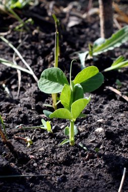 bahçede pedes filizi