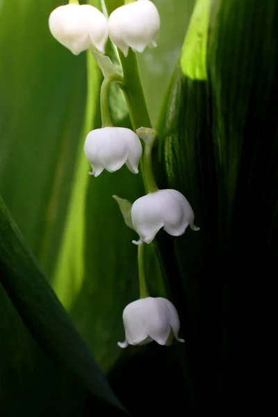 Lirio del valle flores blancas, macro, área de enfoque estrecho — Foto de Stock