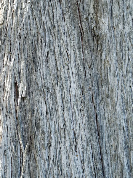 Surface texture of the trunk of the cypress — Stock Photo, Image