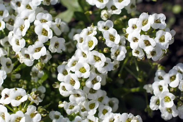 Маленькие белые ароматные цветы с латинским именем Alyssum — стоковое фото