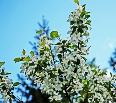 mavi gökyüzüne karşı açan bir Elma ağacının üst
