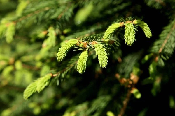 Young green shoots on the branches of spruce — Stock Photo, Image