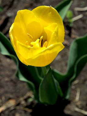 Sarı lale bahçede çiçek açmış. Dar odak noktası.