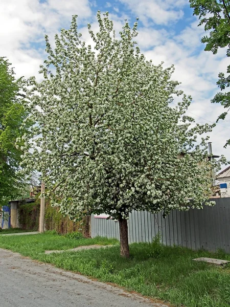 big blooming Apple tree on a rural street