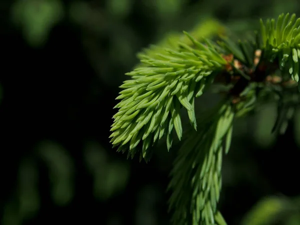 Junge grüne Triebe an den Zweigen der Fichte — Stockfoto