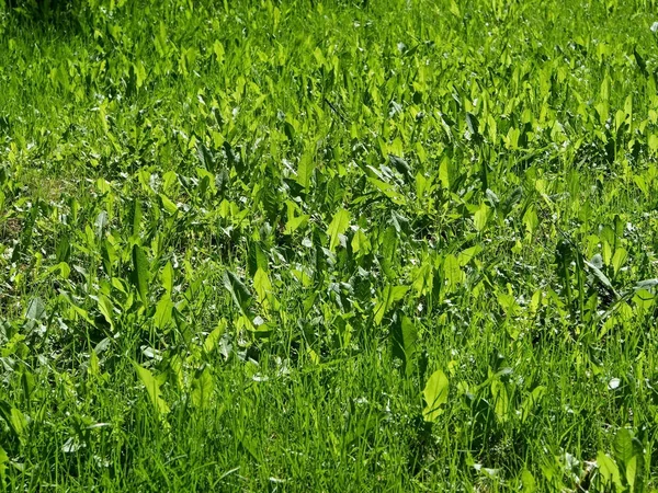 Clareira de grama verde iluminada pelo sol da primavera — Fotografia de Stock