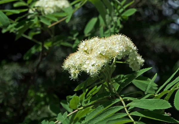 Cinza de montanha florescendo no parque da cidade — Fotografia de Stock