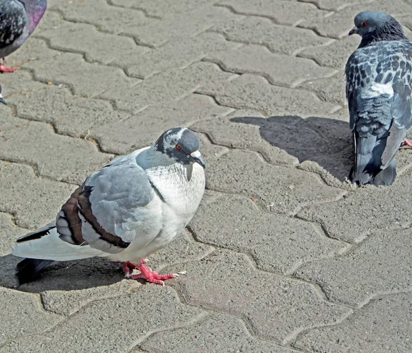 Taube sitzt auf gepflastertem Weg im Stadtpark — Stockfoto