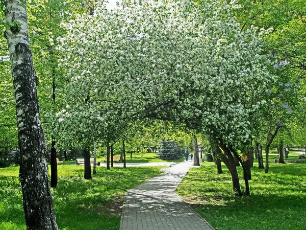 Grande árvore de maçã florescendo no parque da cidade na forma de um arco — Fotografia de Stock